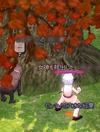 センマイの大きな紅葉(1枚目)