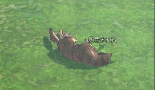 灰色オオカミ